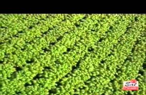 07/09/2012. CoSviG: Eat parade (Tg2) alla ricerca dei sapori del territorio geotermico