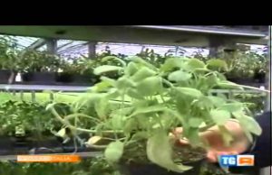 04/05/2013: TG3 Prodotto Italia. L’economia del vapore