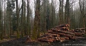 Toscana. Crisi forestazione, unanimità del Consiglio ad aprire subito un tavolo per salvare il comparto