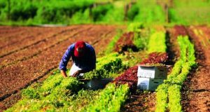 Agricoltura, contratto di distretto Toscana sud, manifestazioni d’interesse fino al 16 ottobre