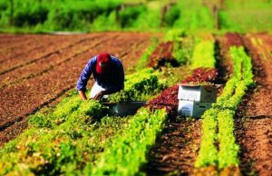 Agricoltura, contratto di distretto Toscana sud, manifestazioni d’interesse fino al 16 ottobre