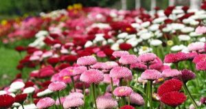 Floramiata, consiglieri Pd chiedono provvedimenti