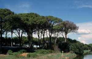 Domani a San Rossore (PI) al via la due giorni ‘Mobilità e turismo sostenibile’