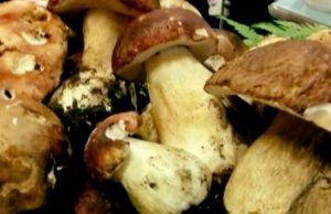 Santa Fiora. A Bagnolo, la 44^ edizione della “Sagra del fungo amiatino”