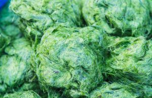 Alga spirulina: inaugurato in Italia primo impianto al mondo di geotermia per la coltivazione