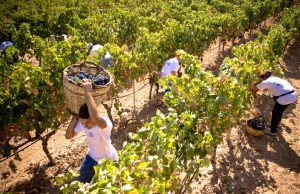 Reimpianto vigneti, in arrivo 2 milioni di euro in più