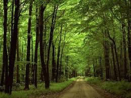 Taglio del bosco, nuove regole