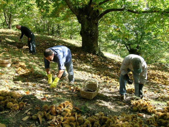 L’Amiata fa il punto per rilanciare il settore