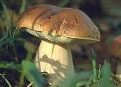 Alla scoperta dei funghi