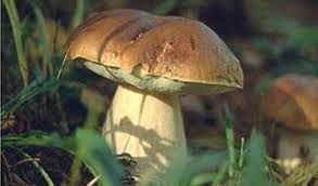 Alla scoperta dei funghi