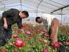 Geotermia per rilanciare la floricoltura