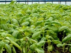 Frutta, verdura e fiori competitivi sul mercato grazie al calore geotermico