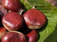 Arcidosso: Castagne, raccolto ko