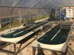 Coltivare geotermia e spirulina insieme, una scommessa toscana da cento posti di lavoro