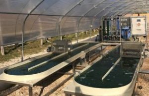 Coltivare geotermia e spirulina insieme, una scommessa toscana da cento posti di lavoro