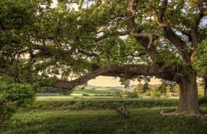 Tutela dei monumenti verdi, ecco i punti principali della Carta di Siena