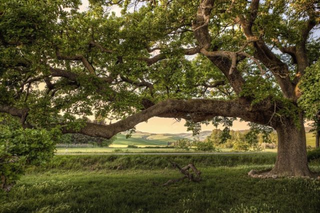 Tutela dei monumenti verdi, ecco i punti principali della Carta di Siena