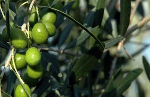 Amiata GR. Presentato il PIF “Amiata OLEOS”, un progetto da quasi 5 milioni di Euro