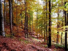 Santa Fiora: dalla Regione 320mila euro per la riqualificazione della sentieristica