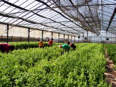 I vantaggi nell’utilizzo di energia geotermica e delle altre rinnovabili nelle produzioni agroalimentari