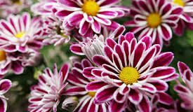 Floramiata, Cna invoca soluzioni concrete