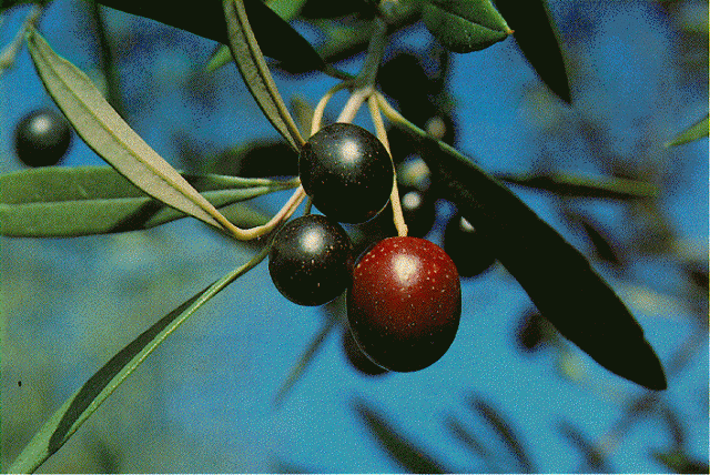 All’olivastra seggianese il premio Touring