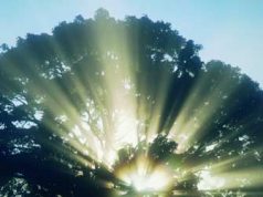 Solare termico e gassificazione delle biomasse: accoppiata vincente?