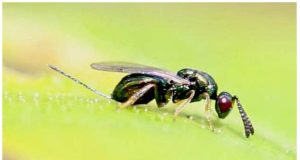 Con il cinipede “buono” produzione da record per marroni e castagne