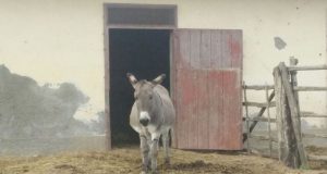 Più tutele per la pecora e l’asino amiatino