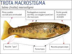 Trota macrostigma, ultimo giorno di riproduzione