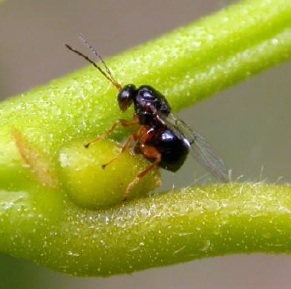 I castagni salvi grazie al parassita 'buono'