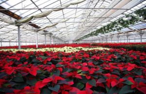 Floramiata, la Regione fa il punto sugli impegni