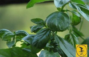 Il basilico geotermico “verde”