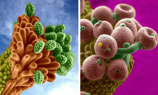 Agrifood, dal polline d'api all'erba del cardinale, quattro progetti sul fronte più avanzato dell'innovazione