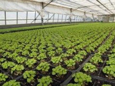 Parvus Flos, la geotermia diventa un fiore