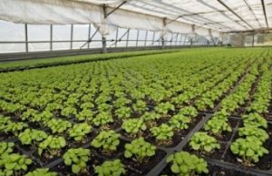 Parvus Flos, la geotermia diventa un fiore