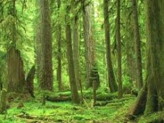 Ok alla bionenergia dalle foreste, ma con cautela