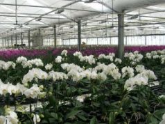 Enel dà calore a Floramiata Ossigeno per l’azienda «e per l’intero territorio»