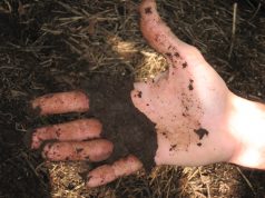 Agricoltura bio, via al bando per accedere ai contributi