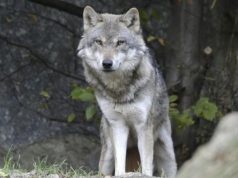 Come difendersi dai lupi: allevatori oggi a convegno