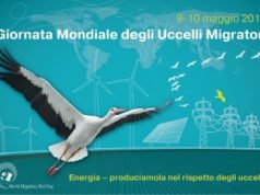 World Migratory Bird Day: energie rinnovabili e uccelli migratori possono convivere?