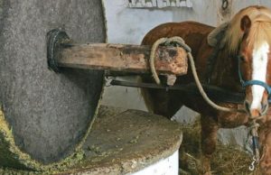 San Casciano dei Bagni. Pane, olio e vino a Palazzone