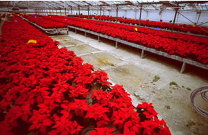 Dal calore della terra al calore della solidarietà