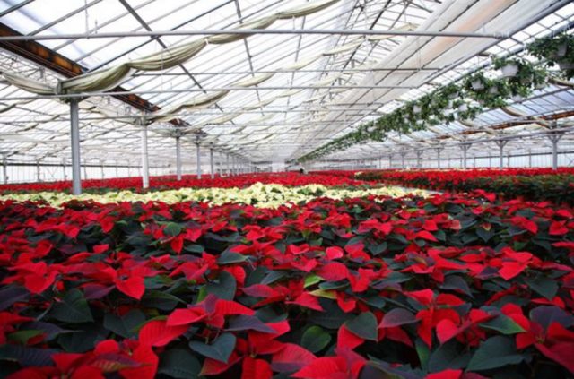 Floramiata, asta tra febbraio e marzo.