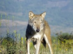 Roccalbegna: Ultimo appuntamento con ‘I Sentieri del Lupo’