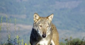 Roccalbegna: Ultimo appuntamento con ‘I Sentieri del Lupo’