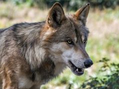 Ultimo appuntamento con “I Sentieri del Lupo”