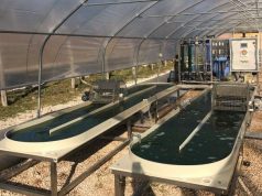 Alga spirulina e geotermia: la sperimentazione funziona