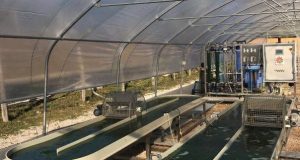 Alga spirulina e geotermia: la sperimentazione funziona