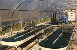 Alga spirulina e geotermia: la sperimentazione funziona